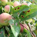 Integrovaná ochrana ovoce - co nás čeká v nadcházející sezoně