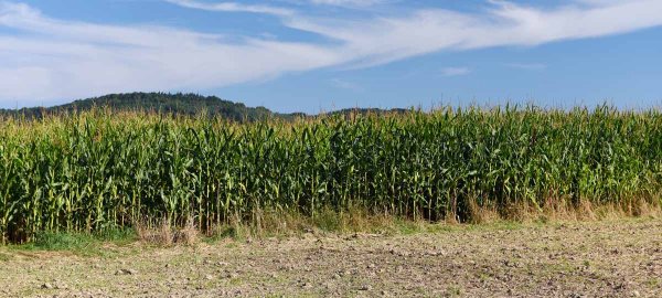 Jakým rizikům se vyhnout při výrobě kukuřičné siláže