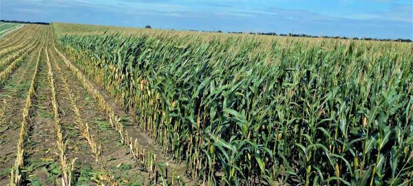 Co ovlivňuje kvalitu kukuřice pro siláž