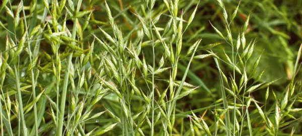 Jednoleté trávy v obilninách - rostoucí význam rezistence vůči herbicidům
