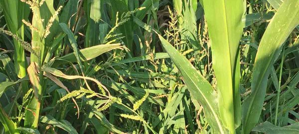 Zpracování půdy a změna druhového spektra plevelů v kukuřici