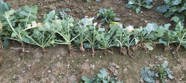 Poloprovozní polní pokusy s odrůdami řepky rezistentními vůči Plasmodiophora brassicae v sezoně 2019/20