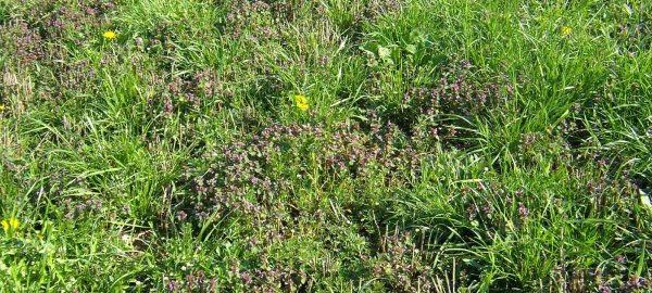 Regulace plevelů v semenných porostech trav (1): Obecná doporučení a ochrana jílků a kostřav