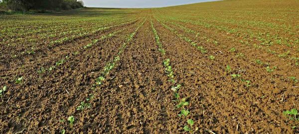 Aktuální přehled ochrany polních plodin - srpen a září 2021