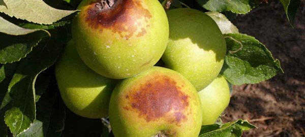 Ochrana ovoce v integrované produkci během léta