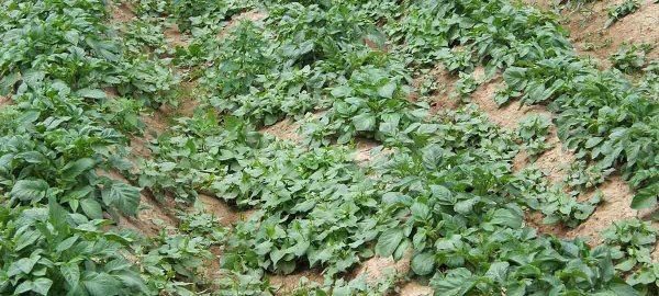 Regulace plevelů při pěstování brambor v ochranných pásmech vodních zdrojů