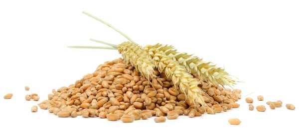 Kvalita sklizně pšenice 2018 a hodnocení nejčastěji pěstovaných odrůd