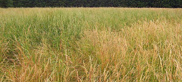 Regulace plevelů v semenných porostech trav (2): Obecná doporučení a ochrana ostatních druhů