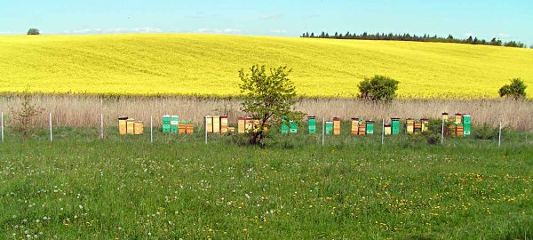 Praktický pohled na ochranu včel v intenzivním zemědělství po novele vyhlášky