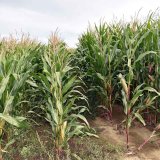 Pěstování podplodin v kukuřici a jejich potenciál pro uplatnění v zemědělské praxi