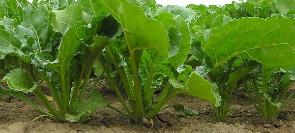 Uplatnění listové výživy a stimulace růstu v technologii pěstování cukrové řepy