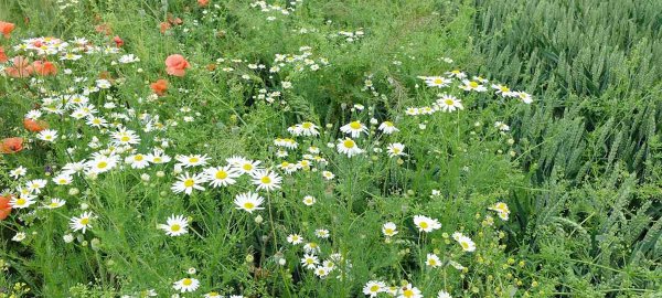 Vliv počasí na účinnost herbicidů v ozimých obilninách a porovnání účinnosti na dvou odlišných lokalitách v předchozím pěstitelském roce