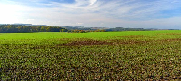 Účinek NPK a statkových hnojiv na výnosy zrna a slámy pšenice ozimé