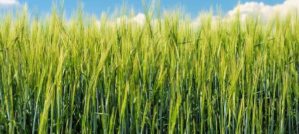 Foliární aplikace síry a její vliv na výnos a kvalitu zrna
