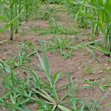 Nové trendy v regulaci plevelů v kukuřici a výsledky srovnávacích pokusů