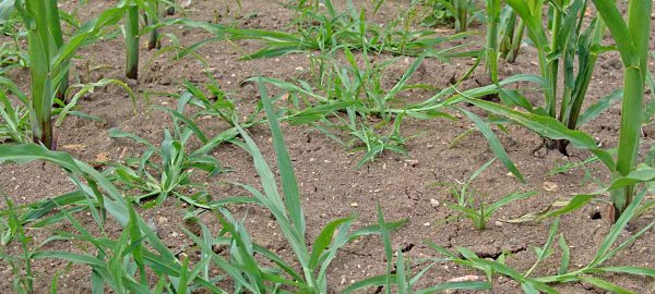 Nové trendy v regulaci plevelů v kukuřici a výsledky srovnávacích pokusů