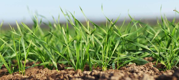 Čo ovplyvňuje výživu ozimnej pšenice na jeseň