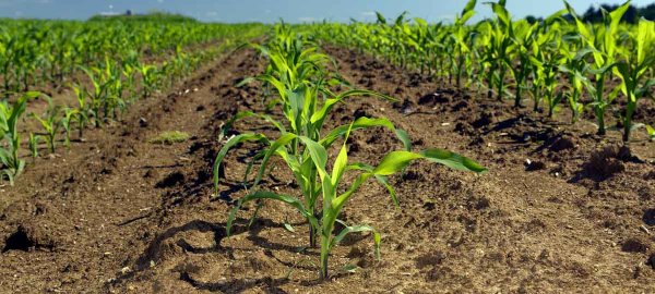 Monsoon + Logano - komplexní odplevelení kukuřice bez omezení