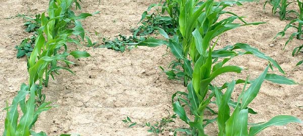 Využití přírodních způsobů pro intenzivní pěstování kukuřice