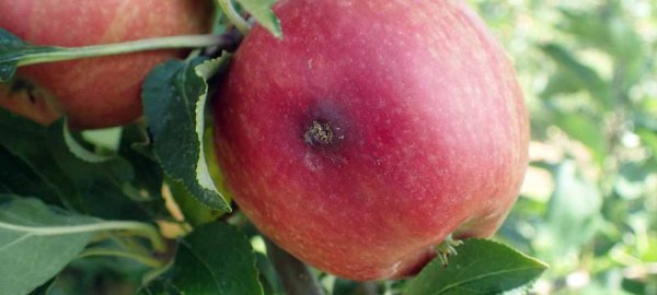 Ochrana ovoce v integrované produkci: Doporučení pro září a říjen