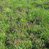Regulace plevelů v semenných porostech trav (1): Obecná doporučení a ochrana jílků a kostřav