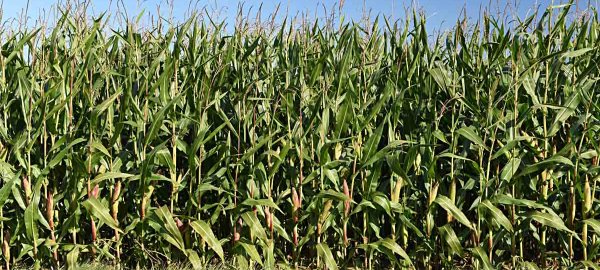Výnosy a kvalita píce kukuřice na siláž v různých půdně-klimatických podmínkách ČR v roce 2020 - předběžné výsledky
