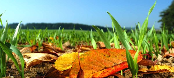 Výživa a hnojenie ozimnej pšenice na jeseň