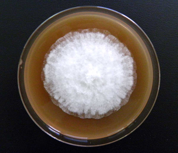 Obr. 3: Kolonie Phytophthora ramorum na V8-juice agaru